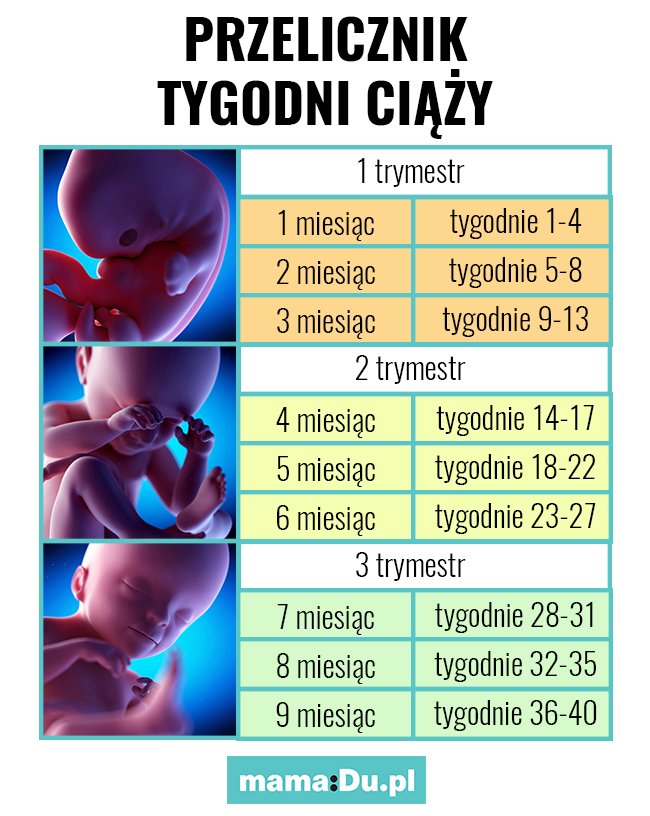 Który to miesiąc ciąży: jak przeliczyć tygodnie na miesiące ciąży ...
