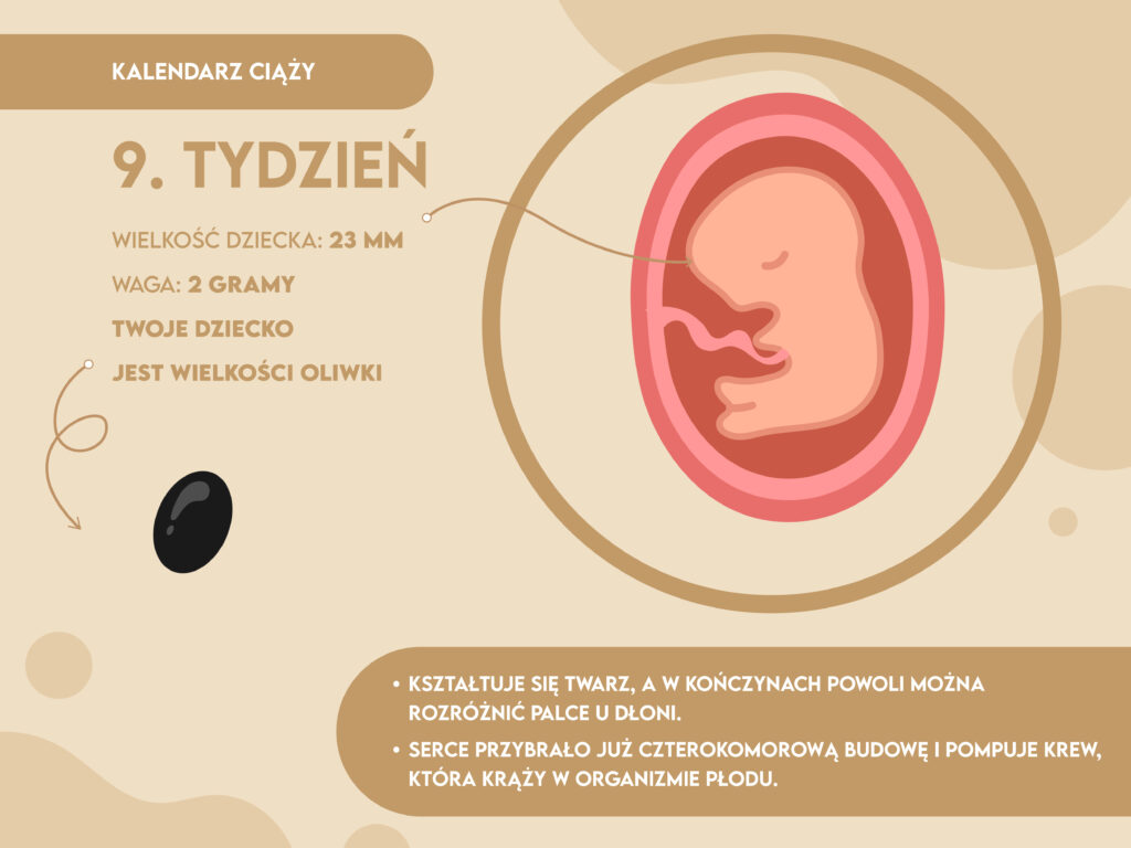 9. tydzień ciąży - Mamaginekolog