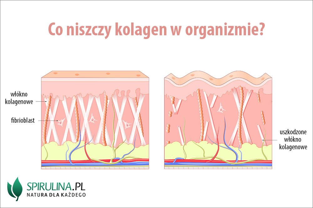 Co niszczy kolagen w organizmie? - algi Spirulina i Chlorella