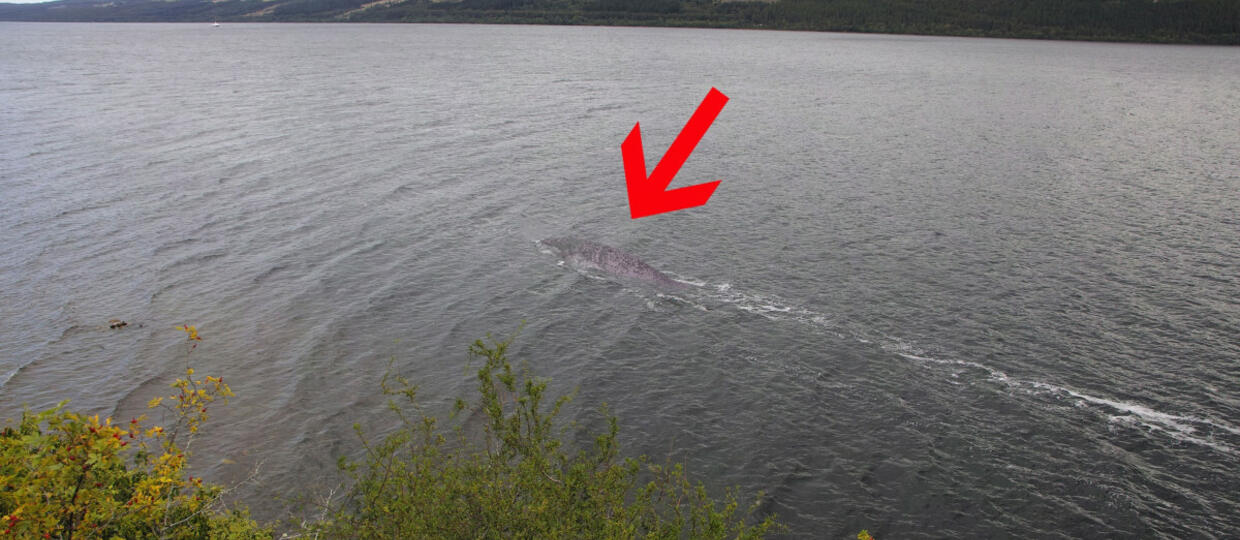 Potwór z Loch Ness jest żółwiem? - Antyradio
