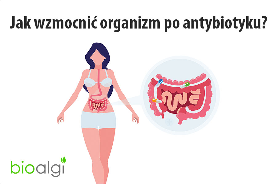 Jak wzmocnić organizm po antybiotyku? - bioalgi